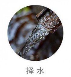 蒙顶甘露