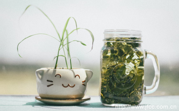 乌龙茶和普洱茶哪个减肥效果好