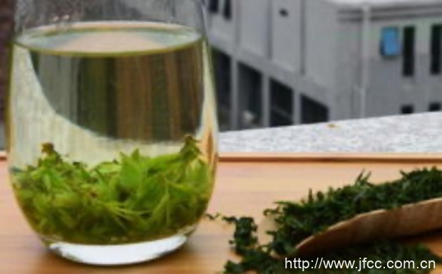 苦丁茶是不是茶